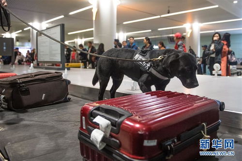 口岸監(jiān)管工作犬服務(wù)春運 助力行李托運安全